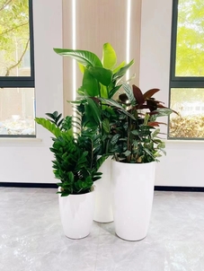 了解宁波余姚绿植租摆方案，提升环境颜值